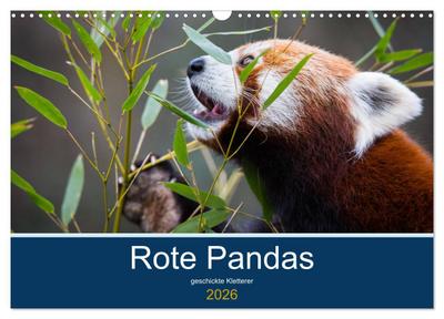 Rote Pandas - geschickte Kletterer (Wandkalender 2026 DIN A3 quer), CALVENDO Monatskalender
