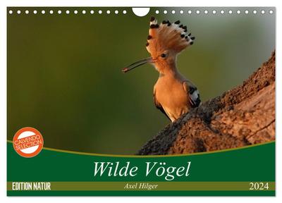 Wilde Vögel (Wandkalender 2024 DIN A4 quer), CALVENDO Monatskalender