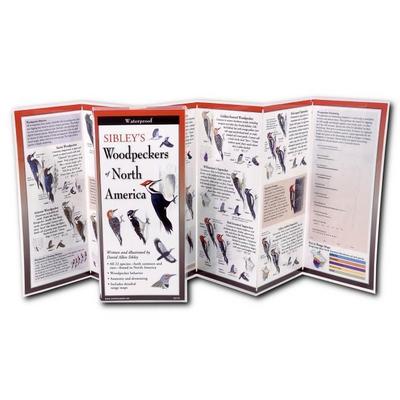 Sibley, D: Sibley’s Woodpeckers of North America