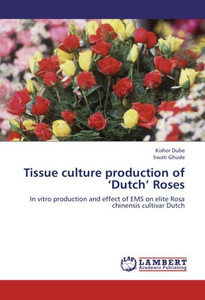 Tissue culture production of ’Dutch’ Roses