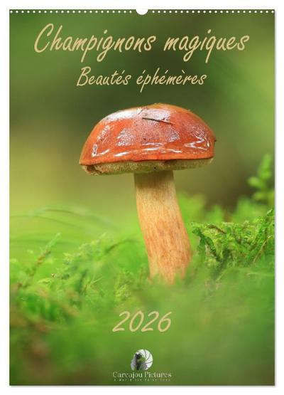 Champignons magiques - Beautés éphémères (Calendrier mural 2026 DIN A2 horizontal), CALVENDO calendrier mensuel