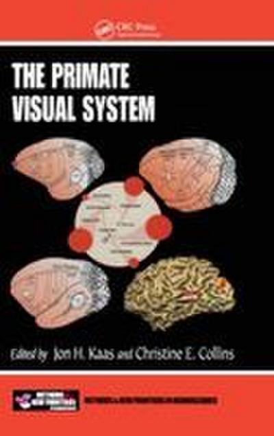 The Primate Visual System