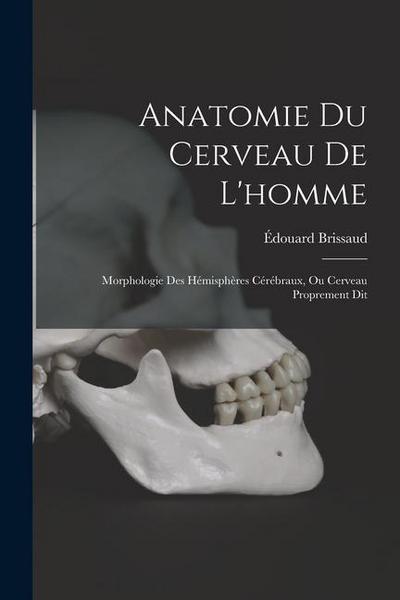 Anatomie Du Cerveau De L’homme