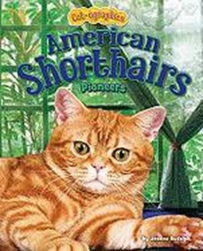 American Shorthairs