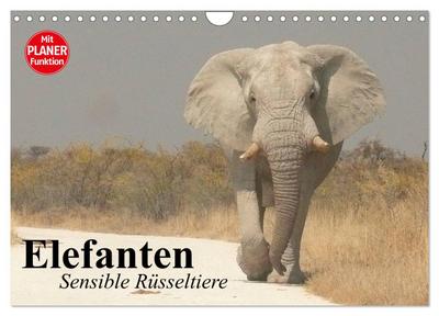 Elefanten. Sensible Rüsseltiere (Wandkalender 2024 DIN A4 quer), CALVENDO Monatskalender