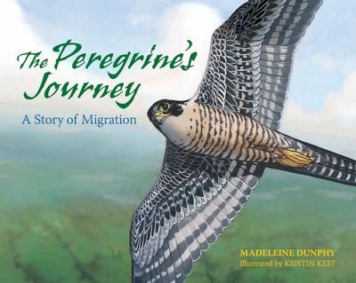 The Peregrine’s Journey