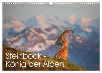 Steinbock - König der Alpen (Wandkalender 2026 DIN A3 quer), CALVENDO Monatskalender