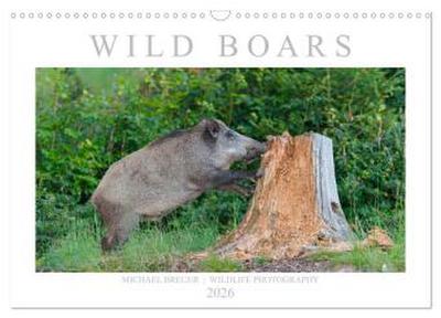 Wild Boars (Wall Calendar 2026 DIN A3 landscape), CALVENDO 12 Month Wall Calendar