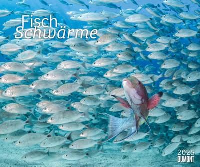 DUMONT - Fischschwärme 2025 Fotokunst-Kalender, 60x50cm, Wandkalender mit bunten Unterwasserwelt-Aufnahmen, schillernde Fischschwärme von Top-Unterwasserfotografen