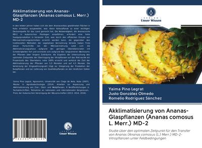 Akklimatisierung von Ananas-Glaspflanzen (Ananas comosus L. Merr.) MD-2