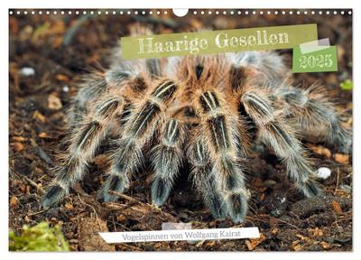 Haarige Gesellen (Wandkalender 2025 DIN A3 quer), CALVENDO Monatskalender