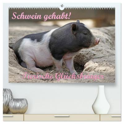 Schwein gehabt! (hochwertiger Premium Wandkalender 2024 DIN A2 quer), Kunstdruck in Hochglanz