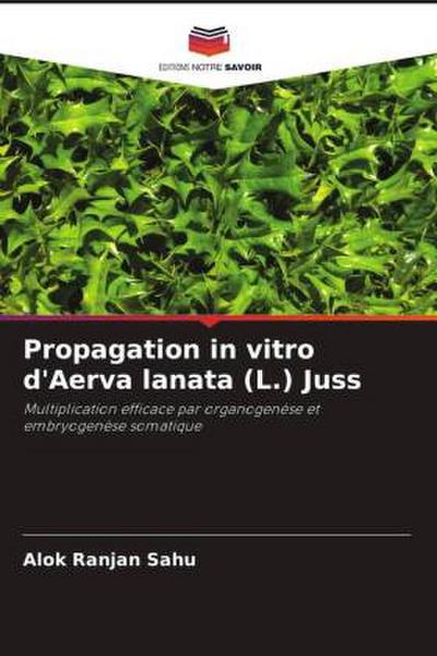 Propagation in vitro d’Aerva lanata (L.) Juss