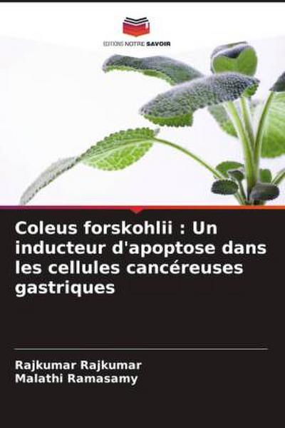 Coleus forskohlii : Un inducteur d’apoptose dans les cellules cancéreuses gastriques