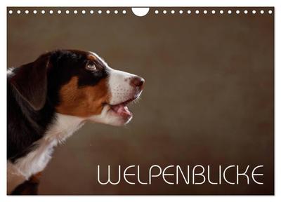 Welpenblicke (Wandkalender 2026 DIN A4 quer), CALVENDO Monatskalender