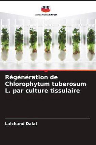 Régénération de Chlorophytum tuberosum L. par culture tissulaire