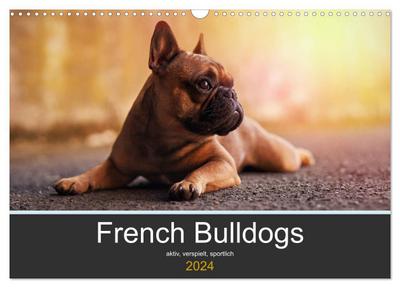 French Bulldog aktiv, verspielt, sportlich (Wandkalender 2024 DIN A3 quer), CALVENDO Monatskalender