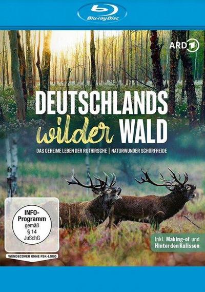 Deutschlands wilder Wald: Das geheime Leben der Rothirsche & Naturwunder Schorfheide