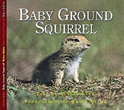 Baby Ground Squirrel
