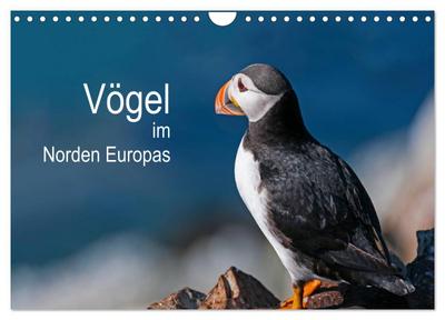 Vögel im Norden Europas (Wandkalender 2024 DIN A4 quer), CALVENDO Monatskalender
