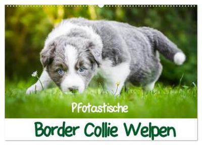 Pfotastische Border Collie Welpen (Wandkalender 2026 DIN A2 quer), CALVENDO Monatskalender