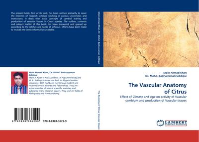 The Vascular Anatomy of Citrus