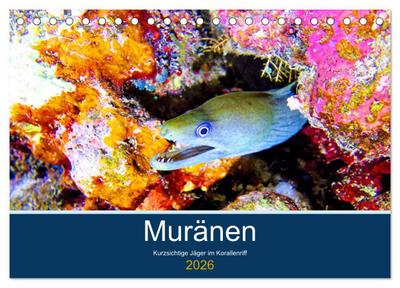 Muränen - Kurzsichtige Jäger im Korallenriff (Tischkalender 2026 DIN A5 quer), CALVENDO Monatskalender