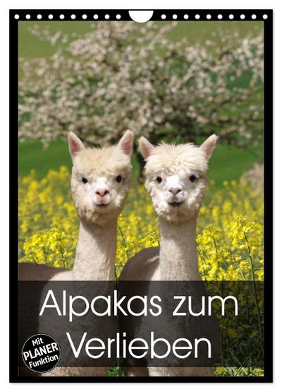 Alpakas zum Verlieben (Wandkalender 2024 DIN A4 hoch), CALVENDO Monatskalender