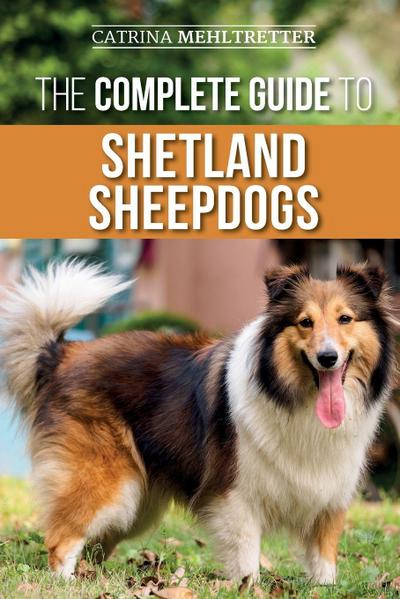 The Complete Guide to Shetland Sheepdogs