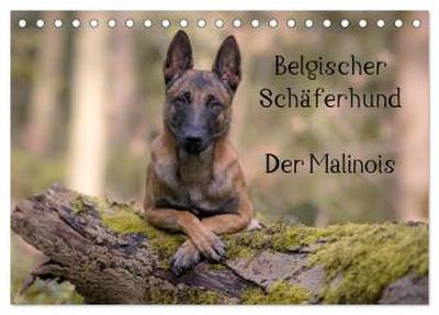 Belgischer Schäferhund - Der Malinois (Tischkalender 2026 DIN A5 quer), CALVENDO Monatskalender