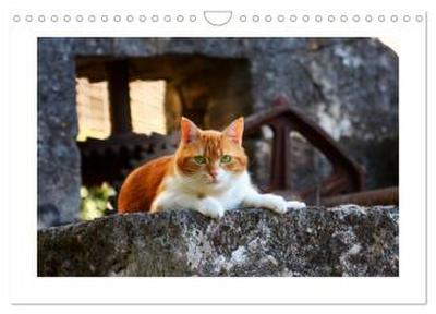 Straßentiger auf Samtpfoten (Wandkalender 2026 DIN A4 quer), CALVENDO Monatskalender