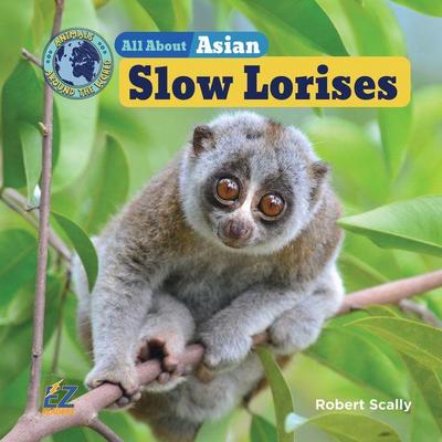 All about Asian Slow Lorises