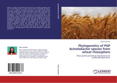 Phylogenetics of PGP Acinetobacter species from wheat rhizosphere
