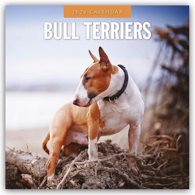 Bull Terriers 2026 Square Wall Calendar